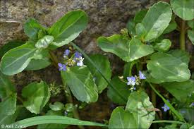 Attēlu rezultāti vaicājumam “Veronica beccabunga leaf”