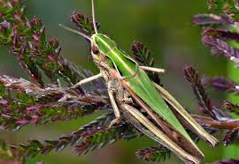 Attēlu rezultāti vaicājumam “Omocestus viridulus”