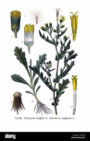 Attēlu rezultāti vaicājumam “Senecio vulgaris flower”