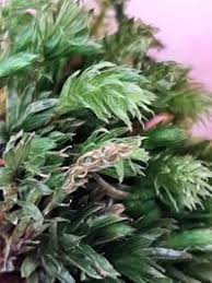 Attēlu rezultāti vaicājumam “Bryales”