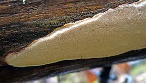 Attēlu rezultāti vaicājumam “Skeletocutis stellae”