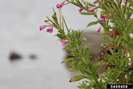 Attēlu rezultāti vaicājumam “Epilobium hirsutum”