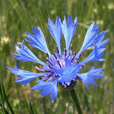 Image result for Centaurea cyanus