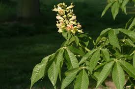 Attēlu rezultāti vaicājumam “Aesculus flava flower”