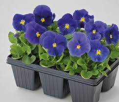 Image result for Viola wittrockiana