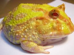 Image result for Ceratophrys ornata