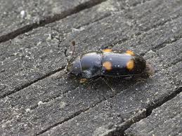 Attēlu rezultāti vaicājumam “Glischrochilus quadripunctatus”