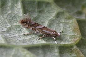Attēlu rezultāti vaicājumam “Phyllonorycter sp.”