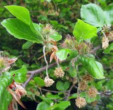 Attēlu rezultāti vaicājumam “Fagus sylvatica flower”