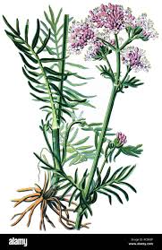 Image result for Valeriana officinalis