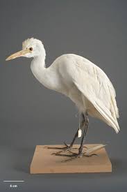 Attēlu rezultāti vaicājumam “Bubulcus ibis”