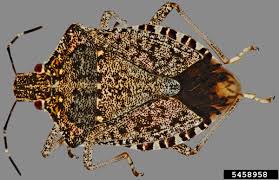 Attēlu rezultāti vaicājumam “Badhamiopsis macrospora”