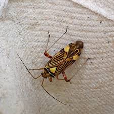 Attēlu rezultāti vaicājumam “Rhabdomiris striatellus”