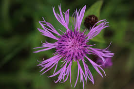 Attēlu rezultāti vaicājumam “Centaurea phrygia bud”