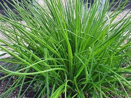 Image result for Schnittlauch