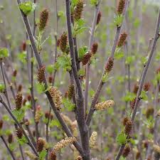 Attēlu rezultāti vaicājumam “Betula nana female flower”
