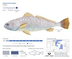 Image result for Argyrosomus regius