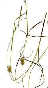 Attēlu rezultāti vaicājumam “Carex digitata bud”
