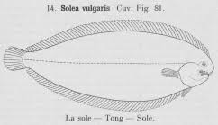 Image result for Solea solea