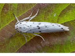 Attēlu rezultāti vaicājumam “Coscinia cribraria imago”