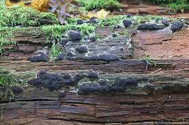 Attēlu rezultāti vaicājumam “Siphoptychium violaceum”