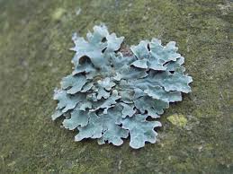 Attēlu rezultāti vaicājumam “Parmelia sulcata”