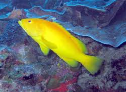 Image result for Cephalopholis fulva