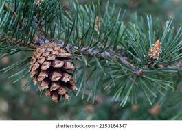 Attēlu rezultāti vaicājumam “Pinus sylvestris fruit”