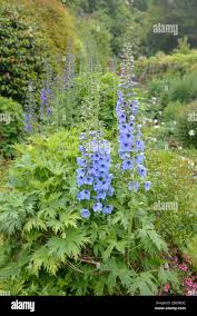 Image result for Rittersporn