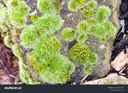 Attēlu rezultāti vaicājumam “Campylopus introflexus”