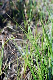 Attēlu rezultāti vaicājumam “Carex loliacea”