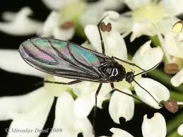 Attēlu rezultāti vaicājumam “Sciara analis”