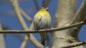 Attēlu rezultāti vaicājumam “Carduelis spinus male”