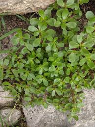 Attēlu rezultāti vaicājumam “Portulaca oleracea”