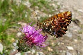 Attēlu rezultāti vaicājumam “Boloria titania”
