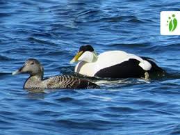 Attēlu rezultāti vaicājumam “Somateria mollissima juvenile”