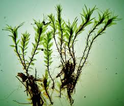 Attēlu rezultāti vaicājumam “Pohlia cruda”