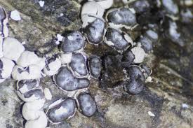 Attēlu rezultāti vaicājumam “Diderma effusum”