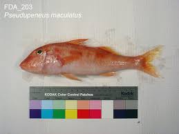 Image result for Pseudupeneus maculatus