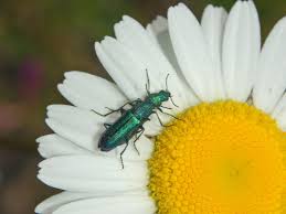 Attēlu rezultāti vaicājumam “Dasytidae”