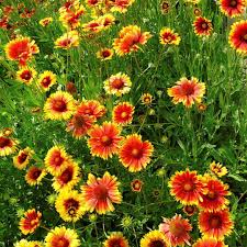 Image result for Gaillardia `Kobold`