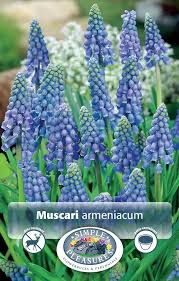 Attēlu rezultāti vaicājumam “Muscari armeniacum flower”