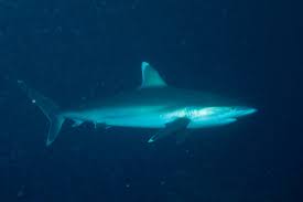 Image result for Carcharhinus albimarginatus