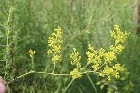 Attēlu rezultāti vaicājumam “Galium verum bud”