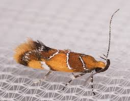 Attēlu rezultāti vaicājumam “Epicallima formosella”