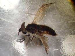 Attēlu rezultāti vaicājumam “Haematopota sp.”