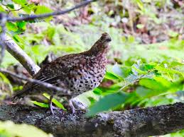 Attēlu rezultāti vaicājumam “Tetrastes bonasia female”