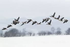 Image result for Anser fabalis