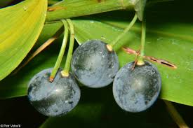 Attēlu rezultāti vaicājumam “Polygonatum multiflorum  fruit”