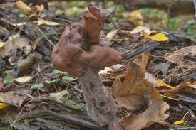 Attēlu rezultāti vaicājumam “Gyromitra infula”